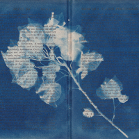 Cyanotype-Paperflower-on-Plato