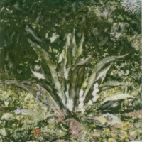 Polaroid SX-70 Agave