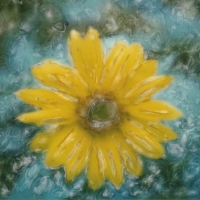 Polaroid SX-70 Sunflower 1