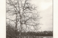 Prairie Oaks in Winter