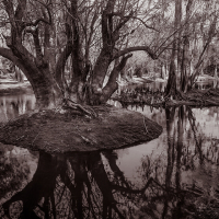 Albumen-Island-in-the-Stream