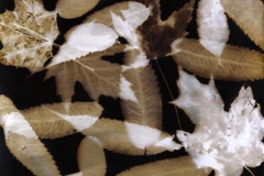 Photogram Leaves