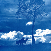 Cyanotype-Horses