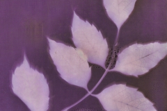 Trumpet Vine_10