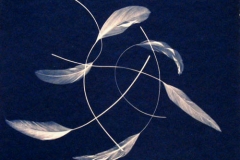 Cyanotype Feathers
