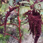 Amaranth (Amaranthus viridis) anthotype