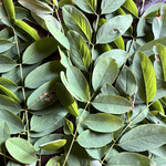 Acacia (Robinia viscosa) anthotype by Grazia Tagliente