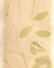 Acacia (Robinia viscosa) anthotype by Grazia Tagliente