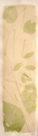 Acacia (Robinia viscosa) anthotype by Grazia Tagliente