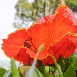 African tulip (Spathodea Campanulata) anthotype by Ana Gracielle