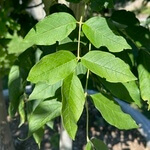 Ash (Fraxinus species) anthotype by Mark Jensen