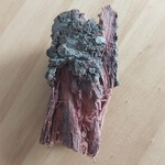 Barbatimão (Stryphnodendron barbadetiman) anthotype by Daniela Feldman