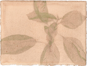 Basil (Ocimum basilicum) anthotype by Caroline Roberts