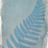 Bearded iris (Iris germanica) anthotype by Penny Russell