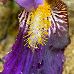 Bearded iris (Iris germanica) anthotype by Penny Russell