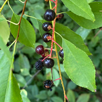 Black cherry (Prunus serotina) anthotype by Marie Toth