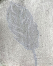 Black cottonwood tree (Populus trichocarpa) anthotype by Adley Rochelle