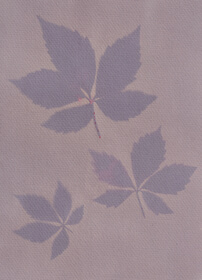 Black venere rice, Italian (Oryza sativa) anthotype by Karin Matter-Locher