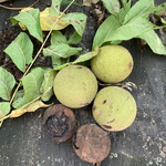 Walnut, black (Juglans nigra) anthotype by Francis Schanberger