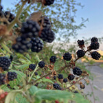 Blackberry (Rubus fruticosus) anthotype by Cécile Charvieux