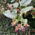 Blackberry (Rubus fruticosus) anthotype by Frauke van Lierop