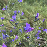Blueweed / Viper’s bugloss (Echium vulgare) anthotype by Teresa Guxens