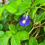 Butterfly pea (Clitoria ternatea) anthotype by Rajeev Peethambaran