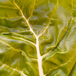 Chard (Beta vulgaris) anthotype by Carmen Ayala