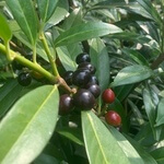 Cherry laurel (Prunus laurocerasus) anthotype by Hilde Maassen