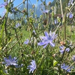 Chicory (Cichorium intybus) anthotype by Katia Weibel