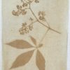 Coleus (Solenostemon henna) anthotype by Ausra Barysiene