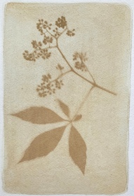 Coleus (Solenostemon henna) anthotype by Ausra Barysiene