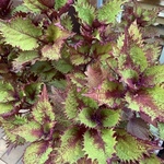 Coleus (Solenostemon henna) anthotype by Ausra Barysiene