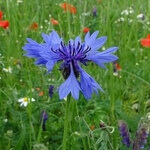 Cornflower, wild (Centaurea cyanus) anthotype by Abel Schaminée