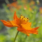 Cosmos (Cosmos sulphureus) anthotype by Narmada Sugasti