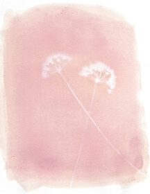 Cranberry viburnum (Viburnum trilobum) anthotype by Kathleen DiTanna