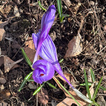Crocus, purple (Crocus vernus) anthotype by Bruce Dunbar