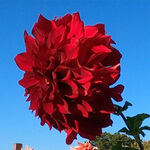 Dahlia (Dahlia pinnata) anthotype by Mary Kocol