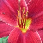 Daylily, Christmas is (Hemerocallis) anthotype by Melanie Vasa
