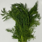 Dill (Anethum graveolens) anthotype by İlhan Sadıkoğlu