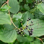 Dogwood (Cornus sanguinea) anthotype by Paul Ligas
