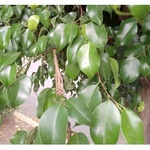 Ficus Leaves anthotype by Carlos Barrios