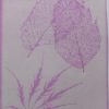 Geranium, Crimson (Geranium Pelargonuim) anthotype by Andy Schmitt