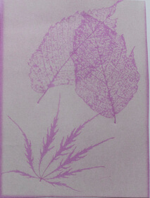 Geranium, Crimson (Geranium Pelargonuim) anthotype by Andy Schmitt