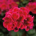 Geranium, Crimson (Geranium Pelargonuim) anthotype by Andy Schmitt