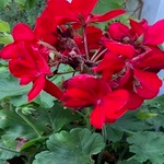 Geranium (Pelargonium hortorum) anthotype by Palle Lindgaard-Jørgensen
