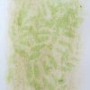 Grass, lawn (possibly Proa Potensis) anthotype by Laura Kivela Schroeder