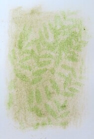 Grass, lawn (possibly Proa Potensis) anthotype by Laura Kivela Schroeder