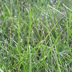 Grass, lawn (possibly Proa Potensis) anthotype by Laura Kivela Schroeder