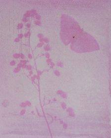 Heartleaf maderavine madevine / Binahong (Anredera cordifolia) anthotype by Chandra Firmansyah